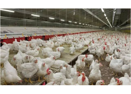 2023年肉雞企業(yè)發(fā)展迅猛，雞肉分割設(shè)備該怎么選？
